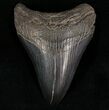 Megalodon Tooth - South Carolina #7483-1